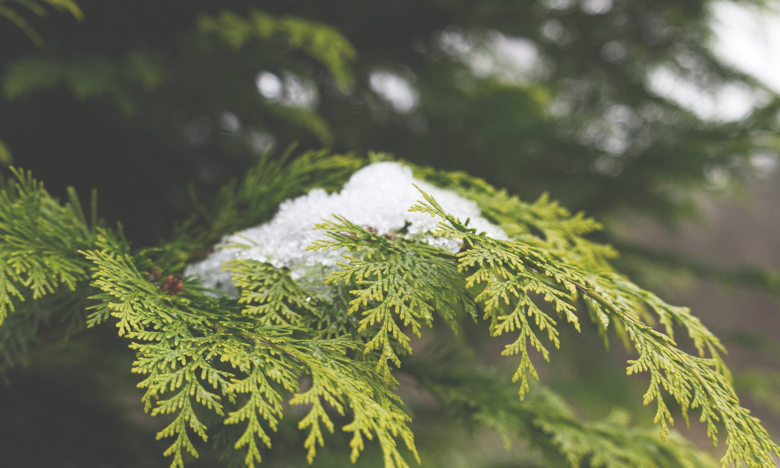 Seasonal Allergies in a Shifting Climate