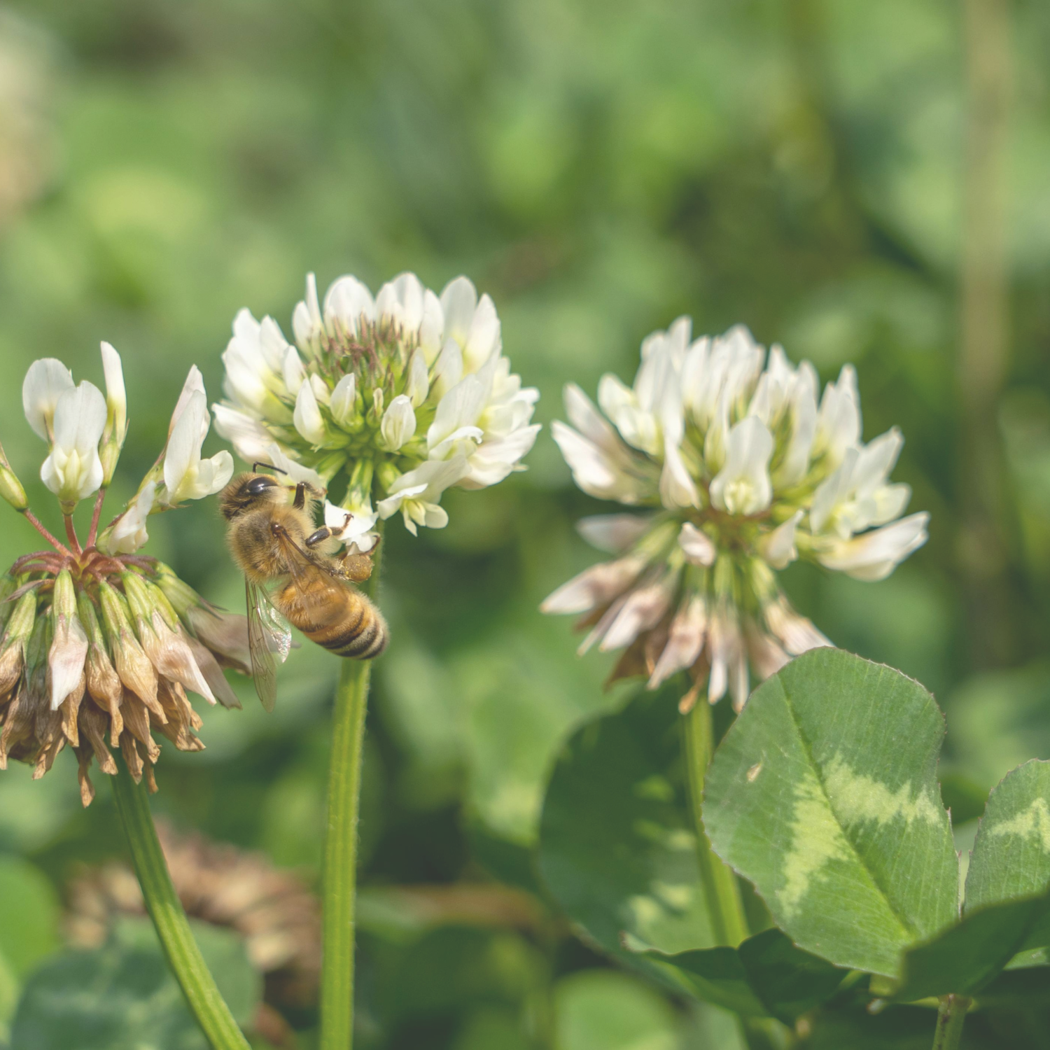 Planting for Pollinators