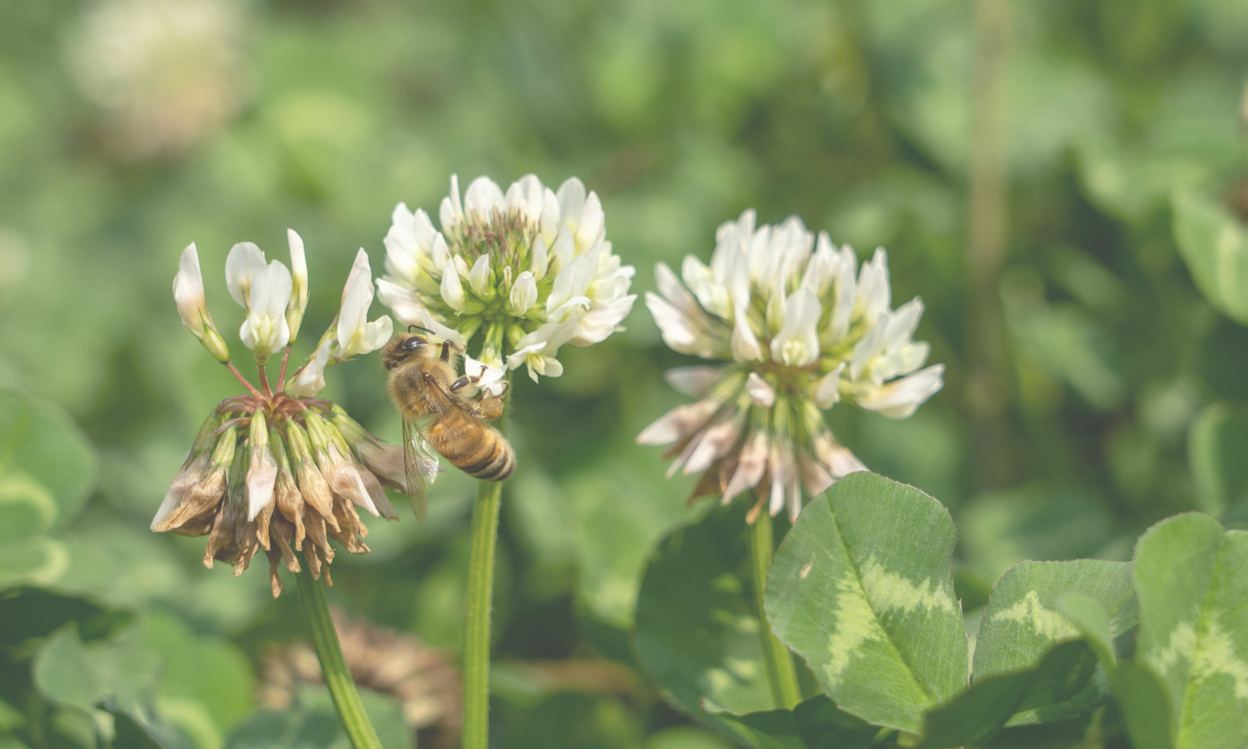 Planting for Pollinators