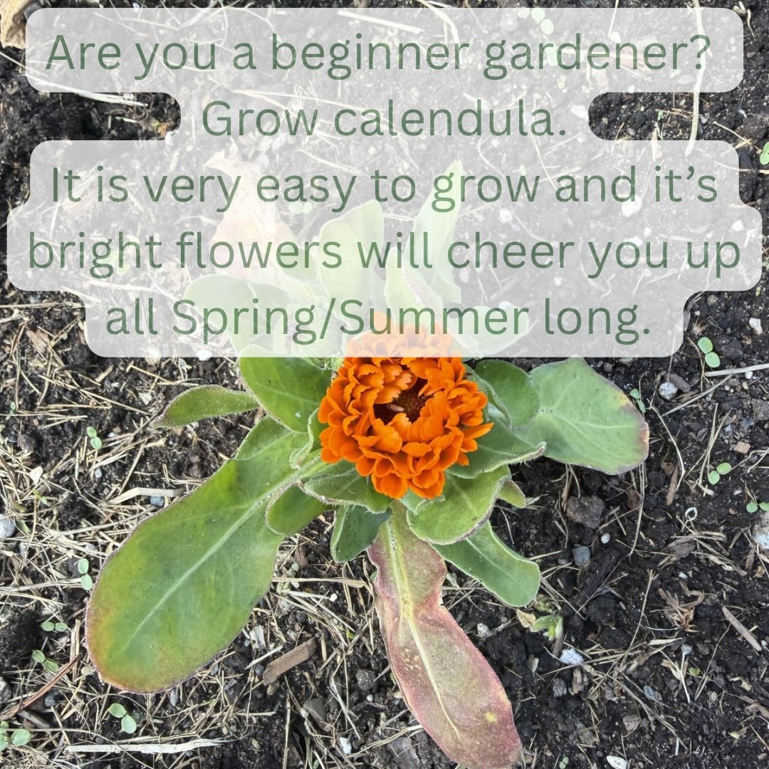 I am loving watch all the Calendula bloom. I was gifted a few calendula plants from a community garden neighbour and I have already enjoyed tons of bright orange blooms that brighten my day. 

Calendula has so much medicine for us, from regulating ou