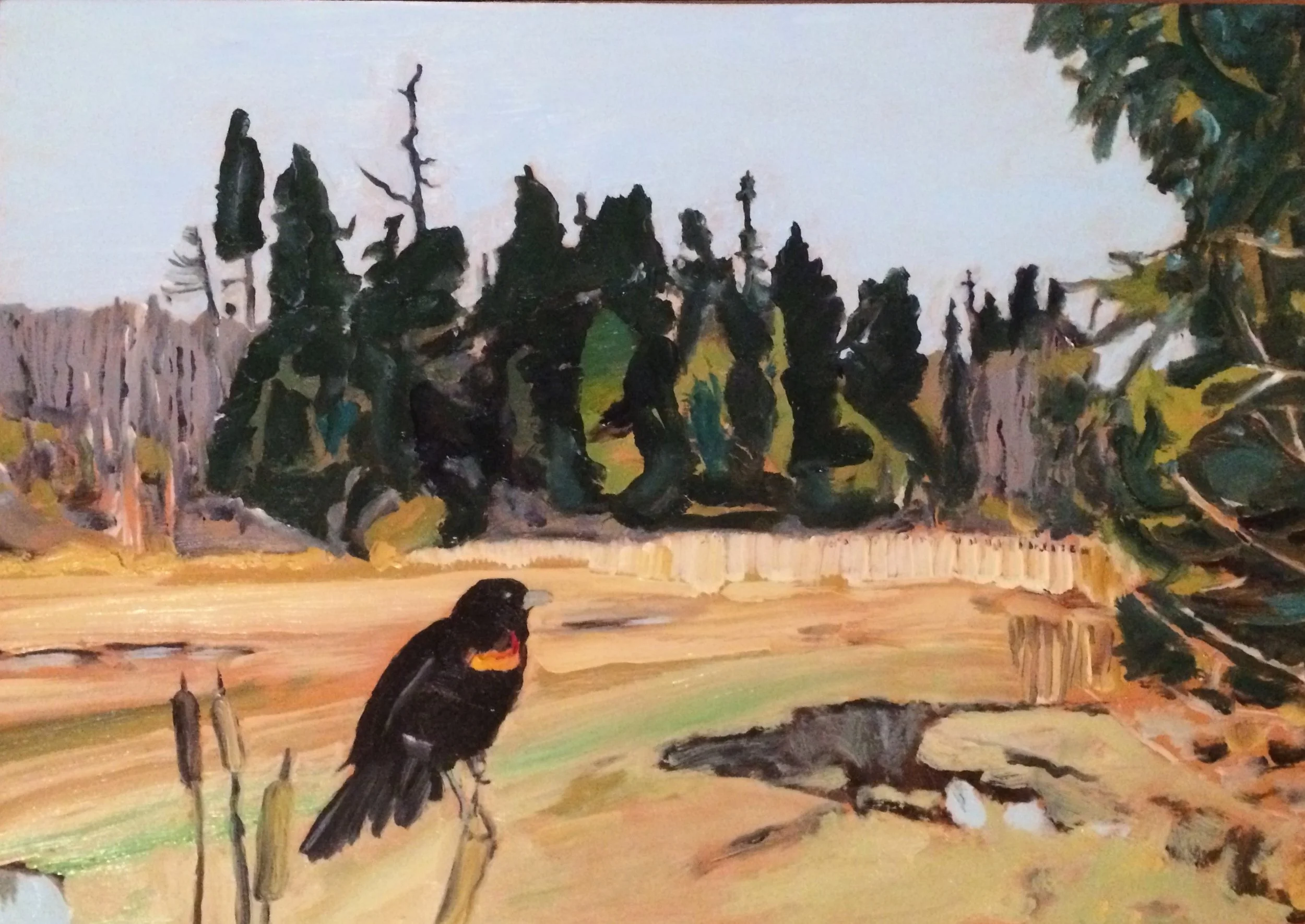 REdwing Blackbird In The Marshnot done crop.jpg