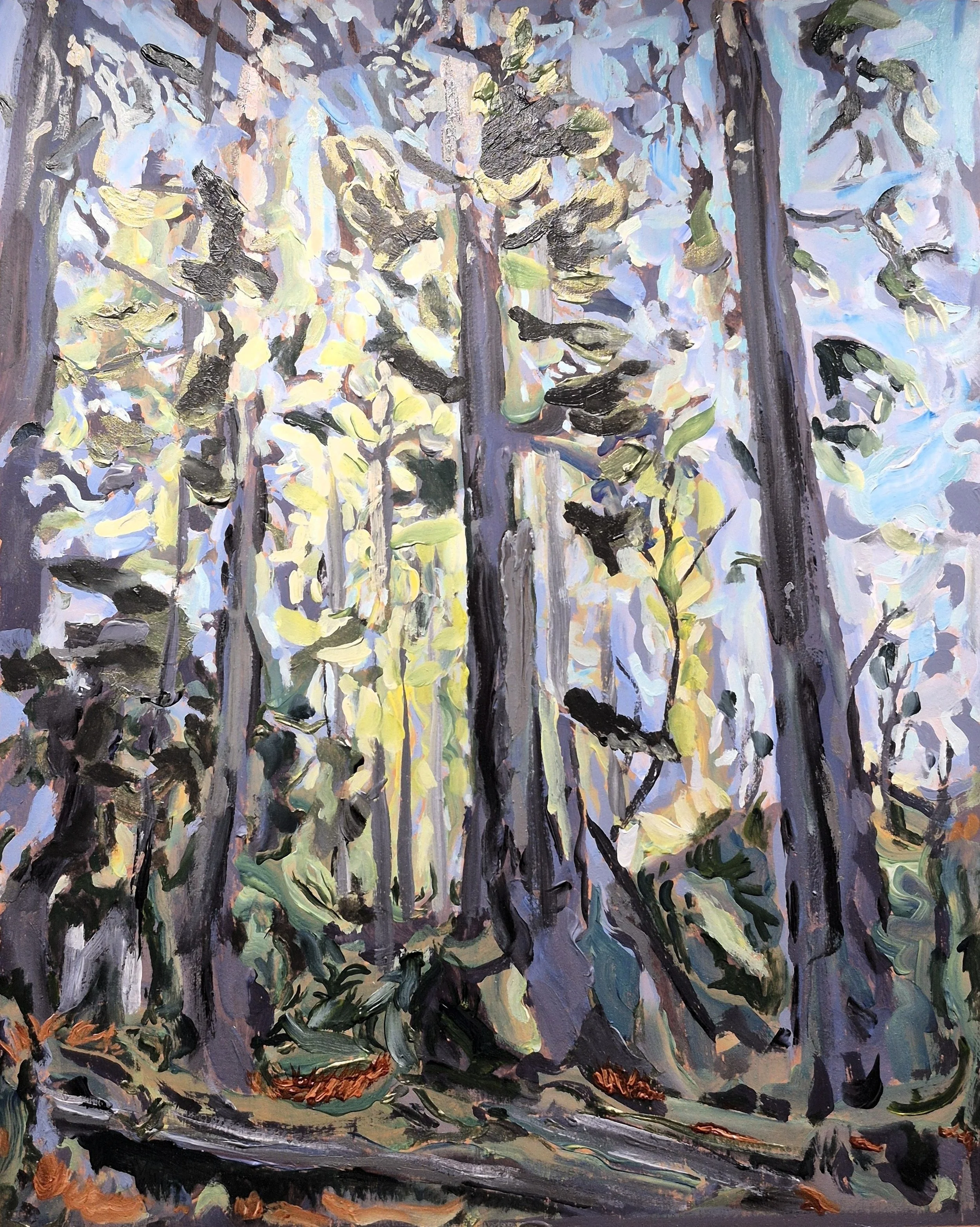 Backlit Sunny Trees Blackfish Rd