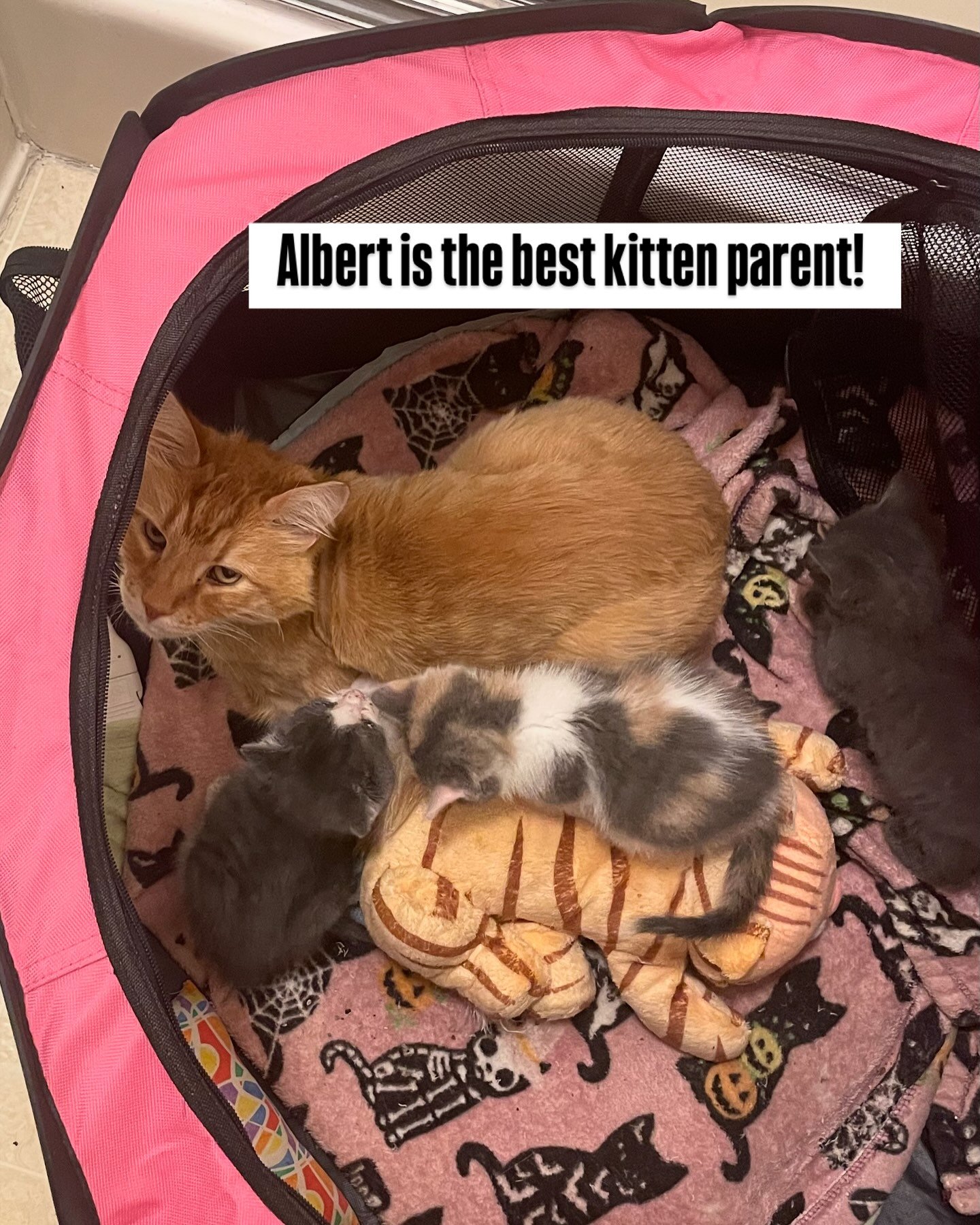 Stephanie is fostering 3 kittens for RCACP and her kitty, Albert, is watching over them and teaching them how to cat! 

#fosterkittens #rcacp #roanokeva