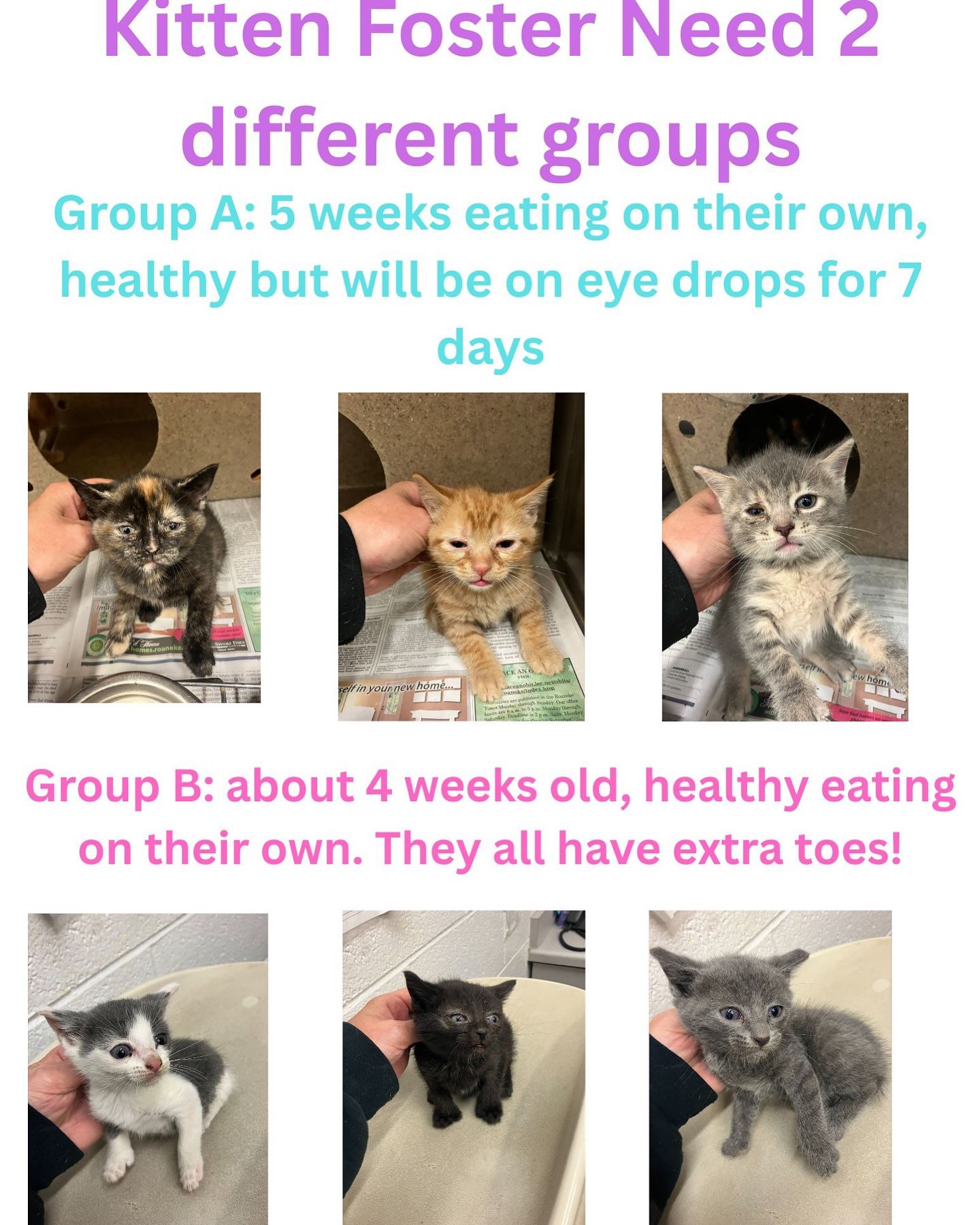 If anyone can help foster through RCACP, please do! Kitten season ain&rsquo;t no joke! All you need is an extra bathroom or bedroom and RCACP handles the rest! Steph&rsquo;s got her 3 in her spare bathroom! Contact Ciara at RCACP!

#RCACP #fosterkitt