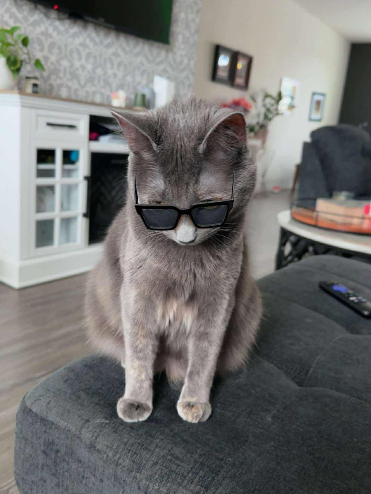 Y&rsquo;all remember &ldquo;Toes&rdquo;?? She was our fourth adoption. Her name is now &ldquo;Gigi&rdquo; and she wants you to know about something: 

She and her new owners want your help supporting a mission to launch a TNR (Trap-Neuter-Return) pro