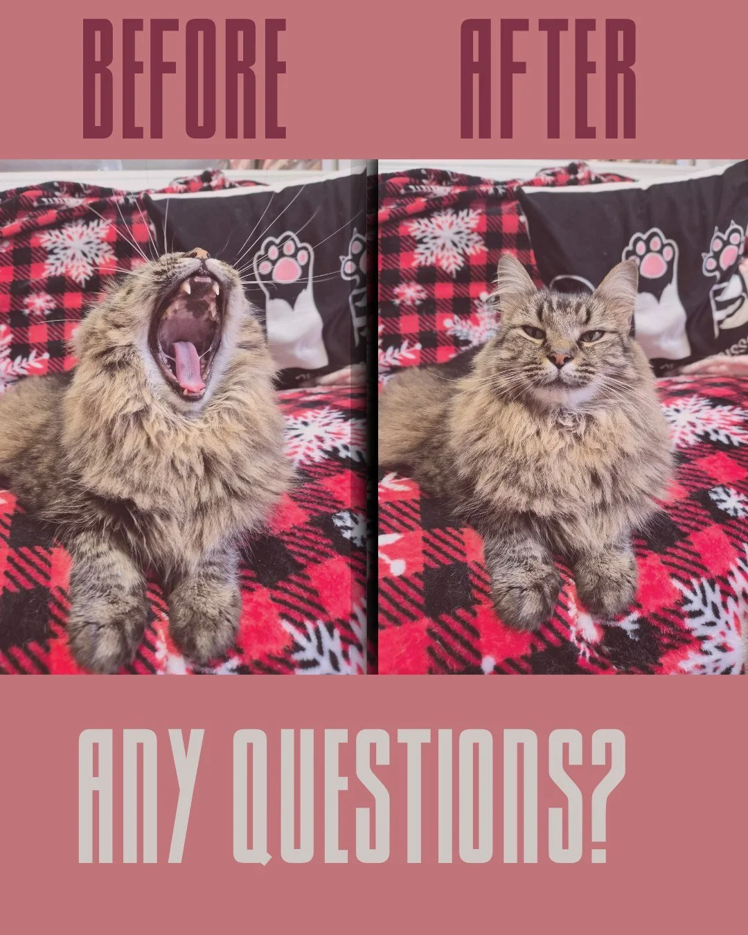 STRESSED?!? Need a little pawsitivity in your week?

Unroll your mat and relax with us! 

--Mindfulness &amp; Meowditation (10/15 at 6:15pm)
--Gentle Paws Yoga (10/25 at 6:15pm)

It&rsquo;s self-care&hellip; but with purring encouragement!

Whether y