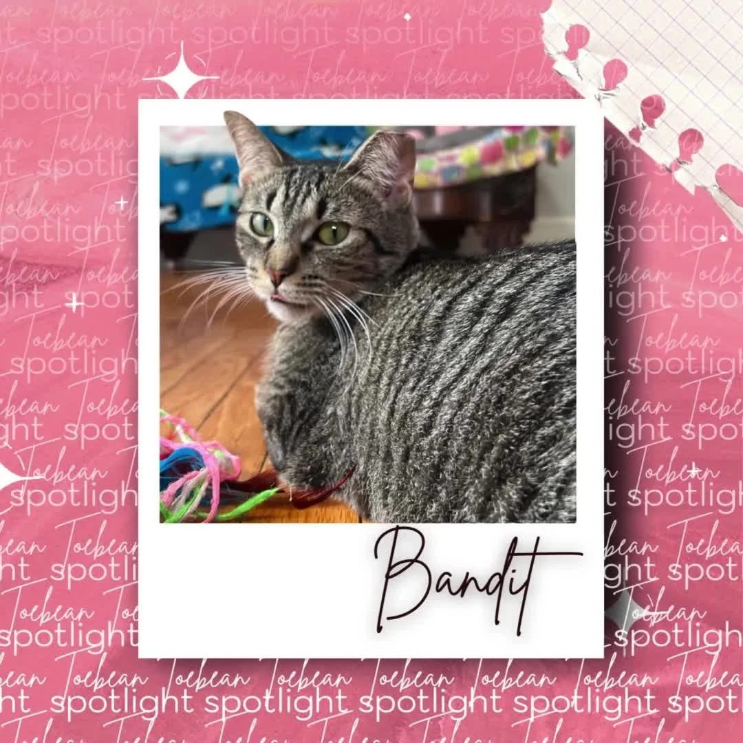 Toebean Spotlight #2 featuring our favorite bow tie-wearing kitty: Bandit! A total sweetheart with a passion for running, you'll often find her running on the cat wheel!

 #thetoebeancatcafe #catinstagram #cats #catcaf&eacute; #SipAndPurr #CatCafeVib