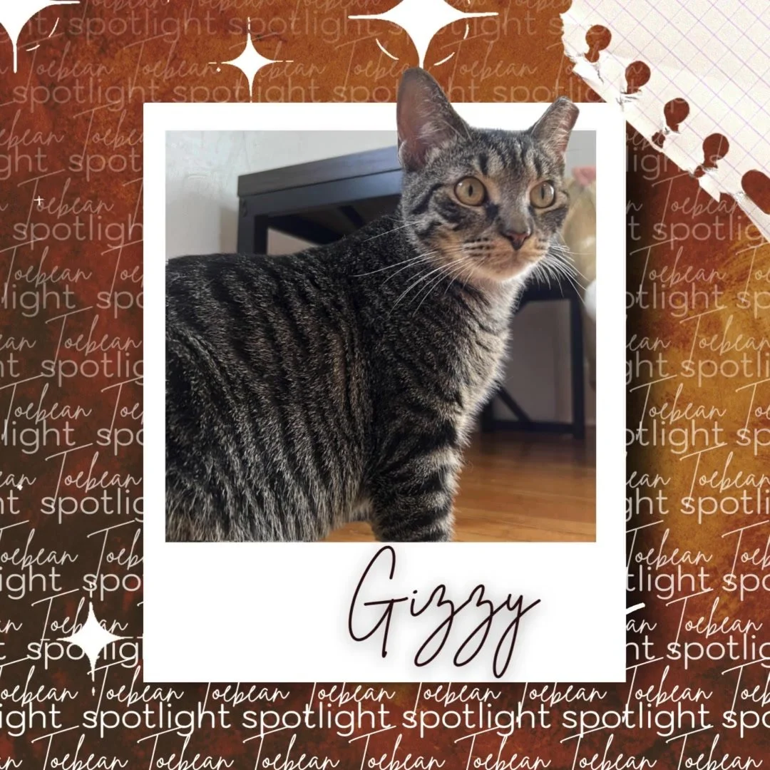 Toebean Spotlight #3 featuring the last tabby sister, Gizzy! Our favorite chirping furry friend, visit her in the strawberry room!

 #thetoebeancatcafe #catcaf&eacute; #SipAndPurr #CatCafeVibes #cats #CatCafeMagic #adoptdontshop #cutecat #TheToebeanC