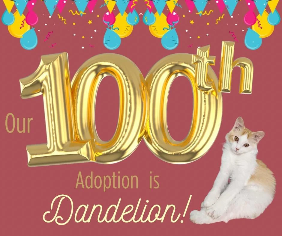We hit 100 adoptions! Whoot! To celebrate with us, go follow us on TikTok at:

https://www.tiktok.com/@thetoebeancatcafe?_r=1&amp;_t=ZT-91cnKYWbw51

We have some fun stuff in store once we hit 1k followers over there! 😉