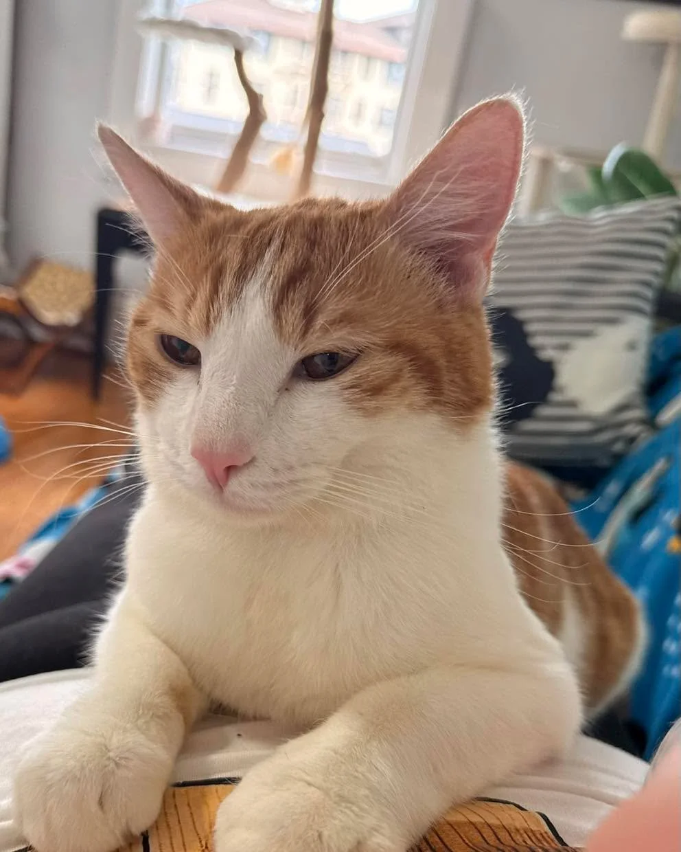 Stephanie&rsquo;s Thanksgiving, Toebean style! 

Despite some of the grumpy looks on their faces, we can assure you that they&rsquo;re QUITE happy and spoiled! 😹 HAPPY THANKSGIVING TO YOU ALL!