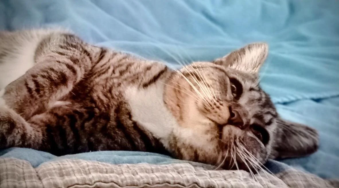 We have some very affectionate new kitties at the cafe! Biscuit, Aspen, and Beau are settling in and slowly coming out of their shells! Come by and show them some love. 

thetoebeancatcafe.com