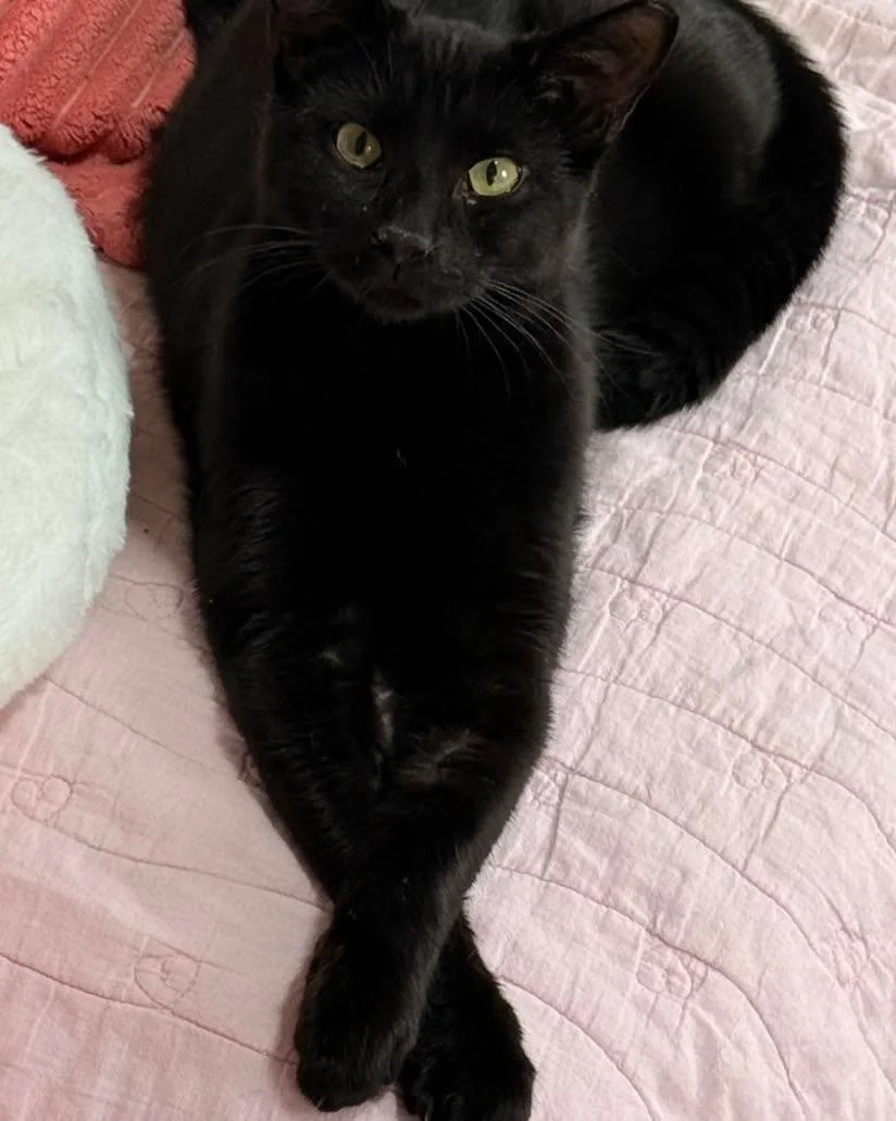 Mr. Turny wants to inquire about the fact that the majority of Roanoke has not come by to see him? Look at this face! His politeness is just ONE of his great qualities. Come see for yourself in the strawberry room! www.thetoebeancatcafe.com