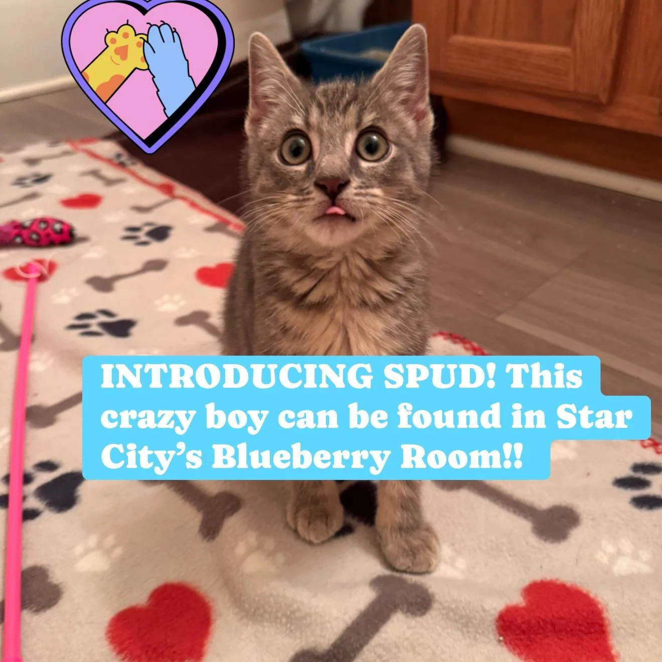 Spud is helping us with a search for local artists &amp; creatives!! 

Over the past year, we have had many people come through our doors and fall in love with some of the artwork displayed. With some openings now available, we thought it was the pur