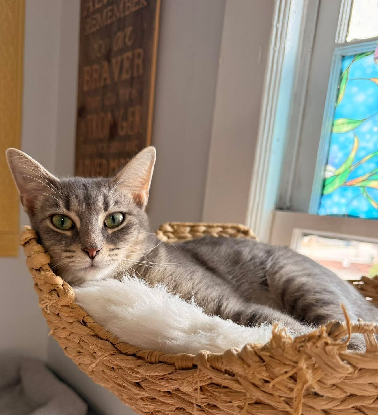 &ldquo;Magic,&rdquo; in the Blueberry Room, is informing you that we made it into the finalist round for lots of categories in THE BEST OF ROANOKE 2026! Please take a moment to give us your vote! We appreciate you ❤️

https://vote.theroanoker.com