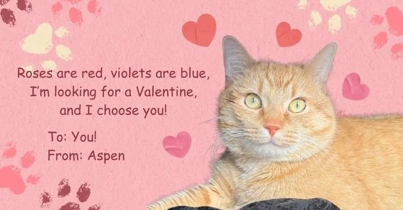 Meow-intines Cards from your favorite fur balls! 

#roanokeva #catcafe #valentines