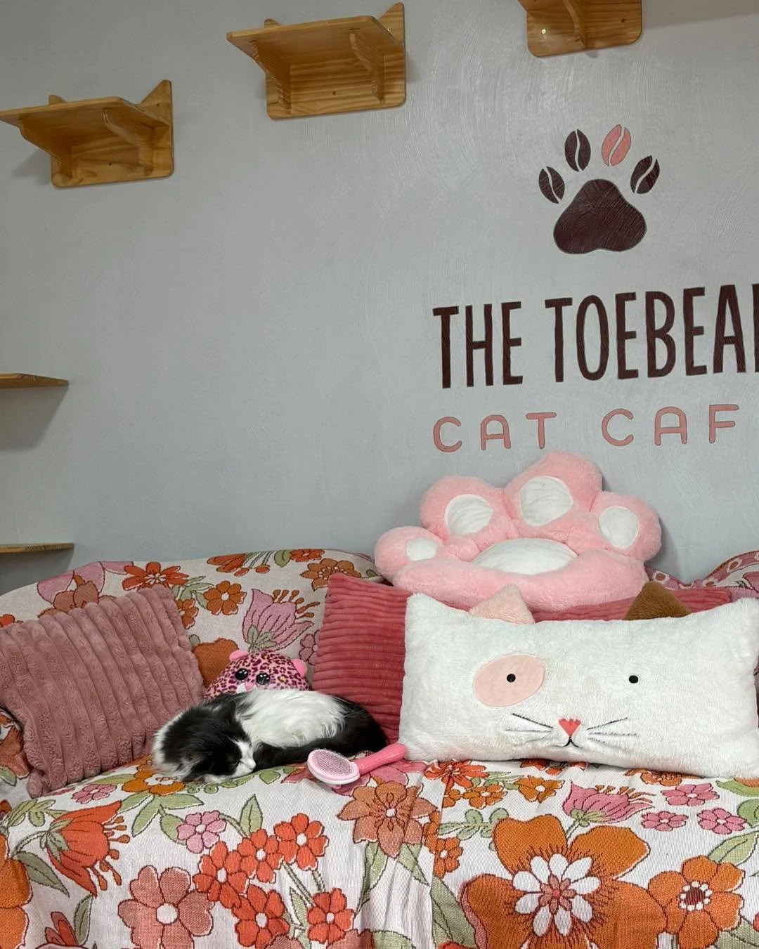 Beau would like to be adopted by someone who has a laid back lifestyle. He wants someone who can sit quietly with him, brush him, make love eyes at him, and tell him how handsome and sweet he is. Come visit this sweet soul-he has a very calming vibe.