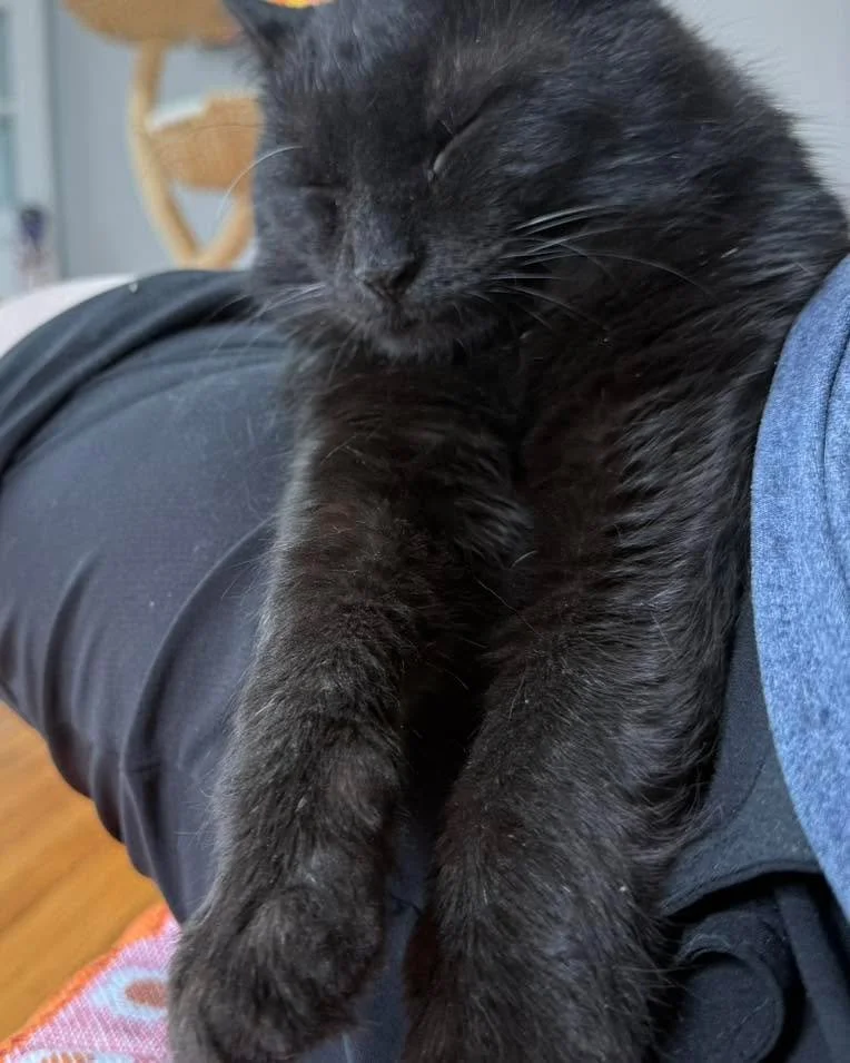 The many lazy faces of Bumble! If you want a lap cat, he&rsquo;s your guy! Also, he wants you to know that we are closing at 5pm today!