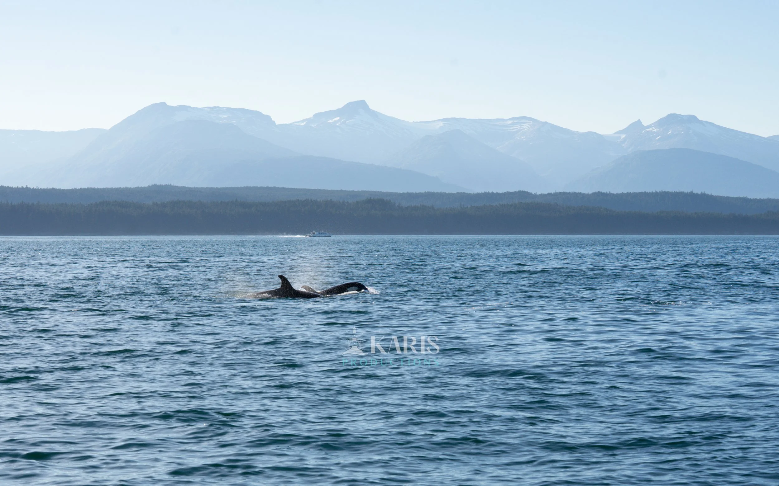 Orca whale's tail emerging from the ocean with mountains in the background and a boat on the water. Juneau, Alaska. Karis Productions copyright 2025