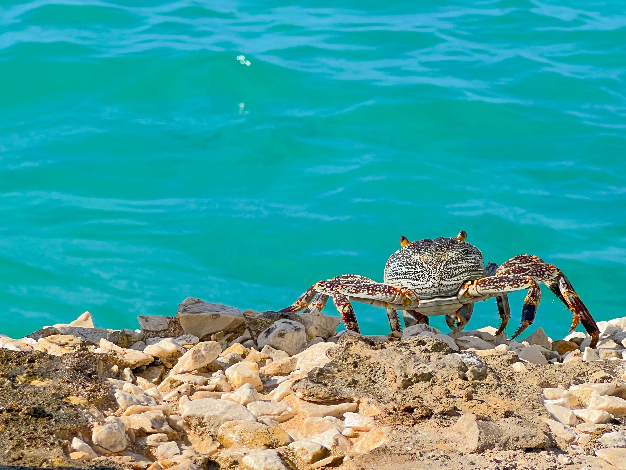 A crab on a rocky shoreline with turquoise water in the background.
