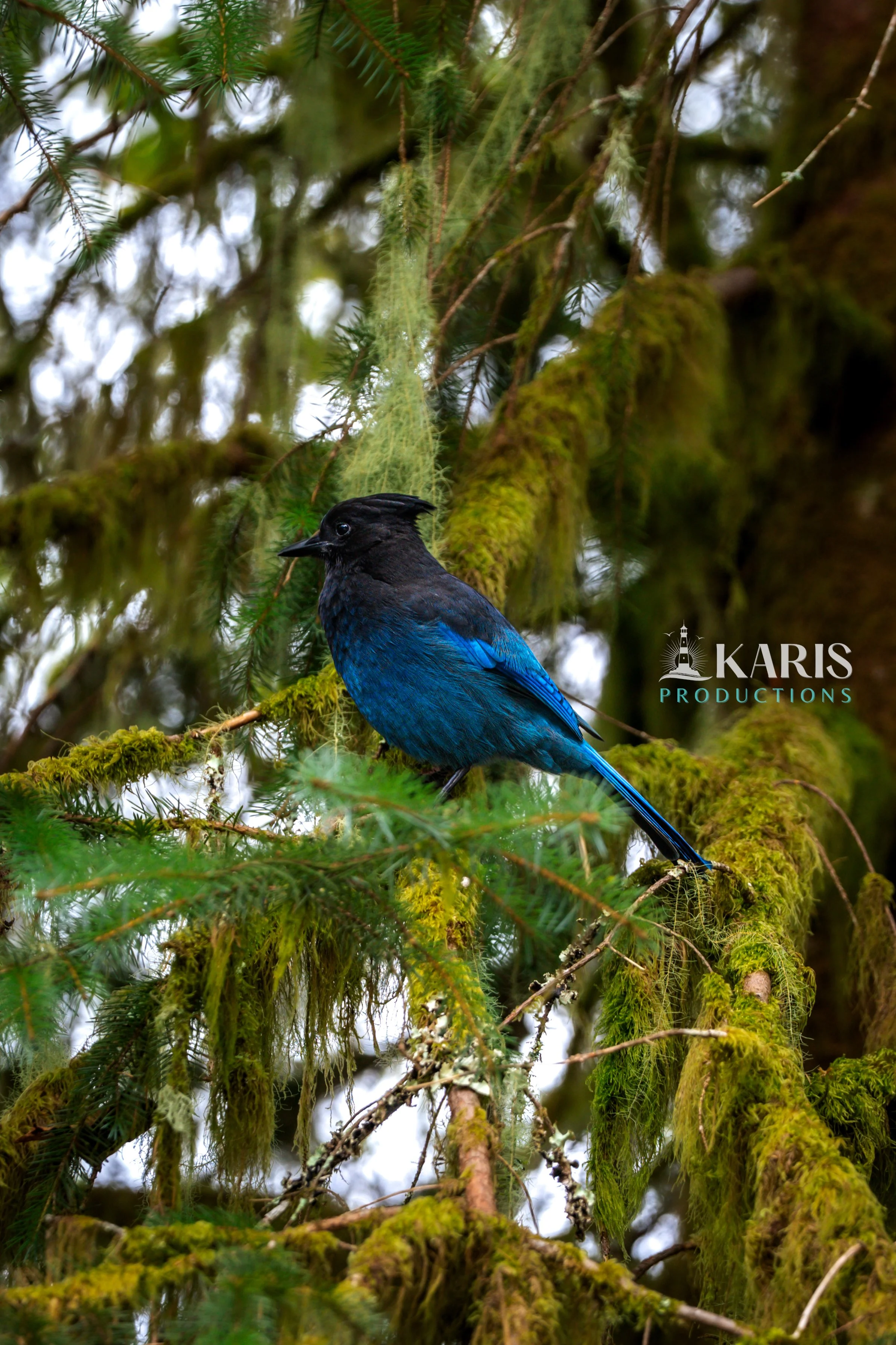 A black and blue bird perched on a mossy branch in a dense forest. Alaska Karis Productions copyright 2025