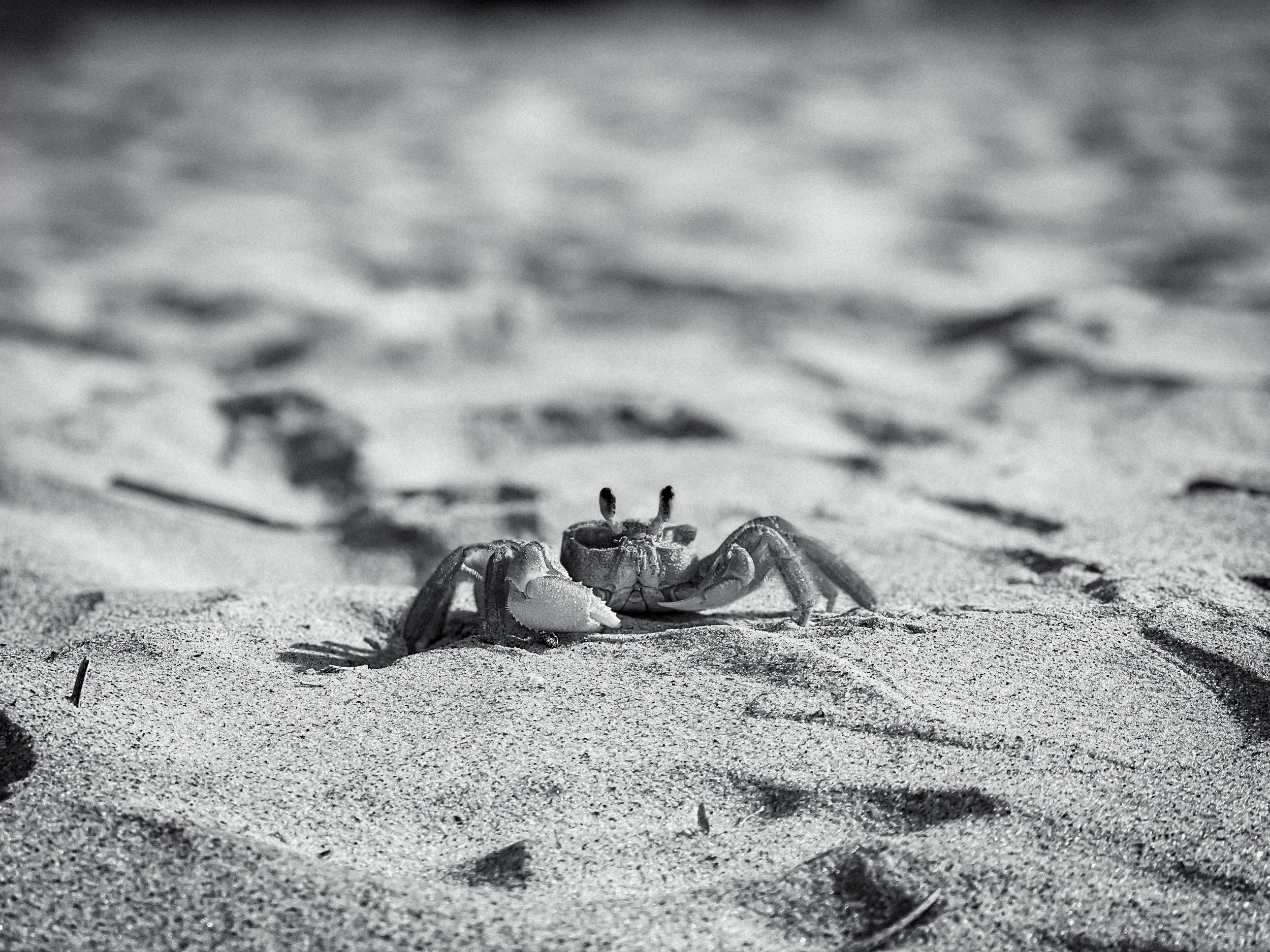 A crab on a sandy beach.