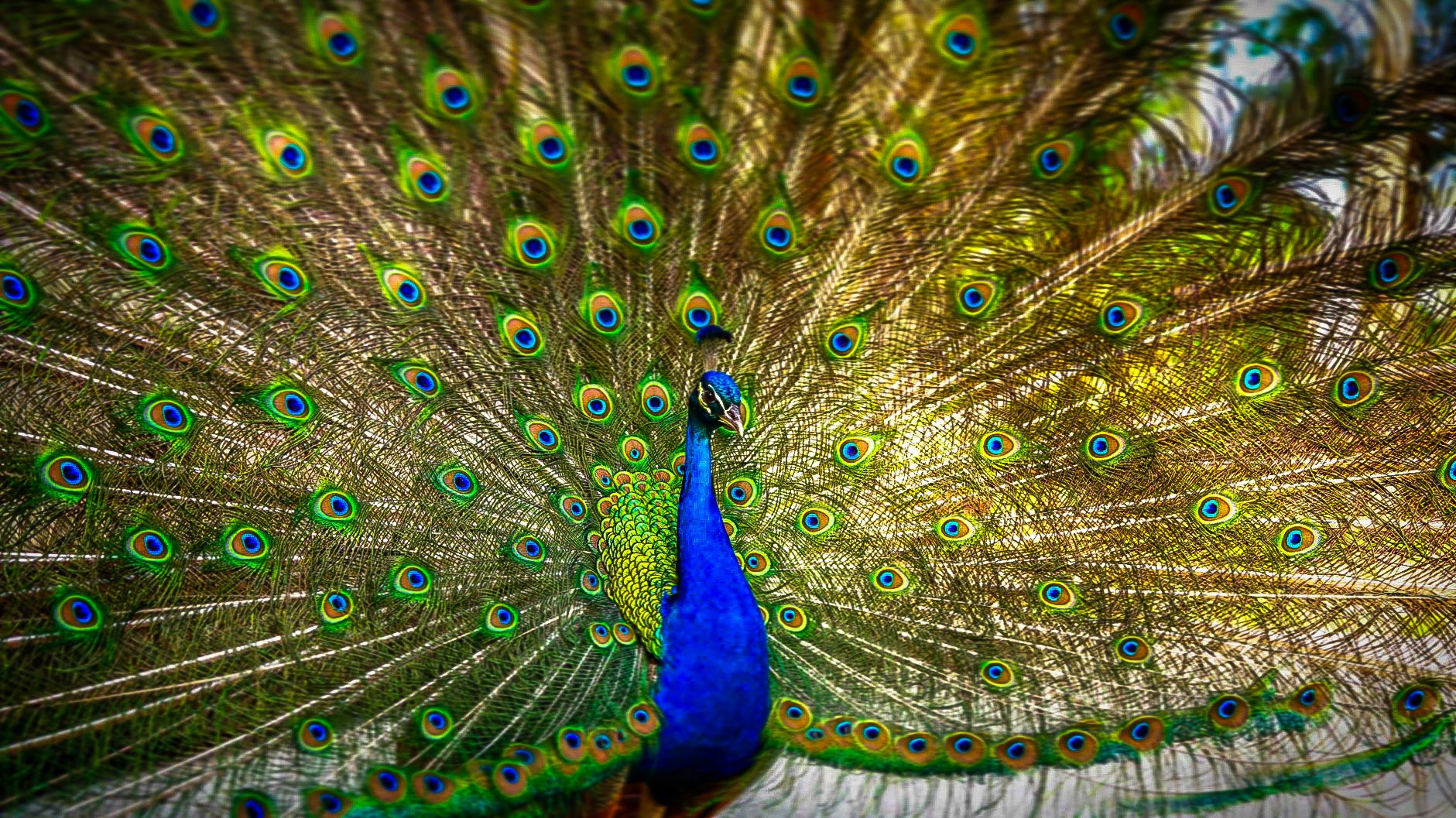 Colorful peacock with its feathers fanned out showcasing eye-like patterns.