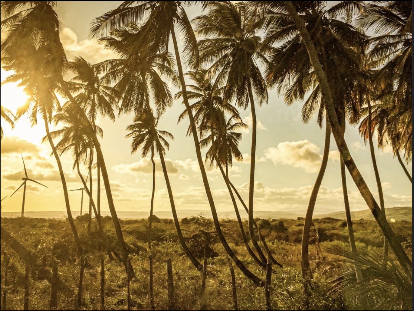 Sunset or sunrise over a tropical landscape with numerous palm trees and wind turbines in the distance. Karis Productions 2025
