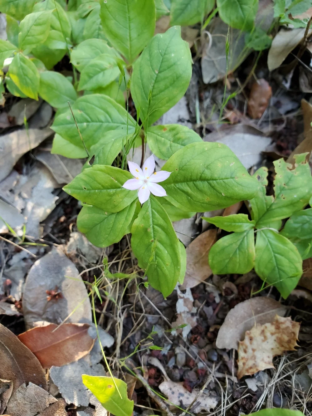 Western Starflower 2.jpeg