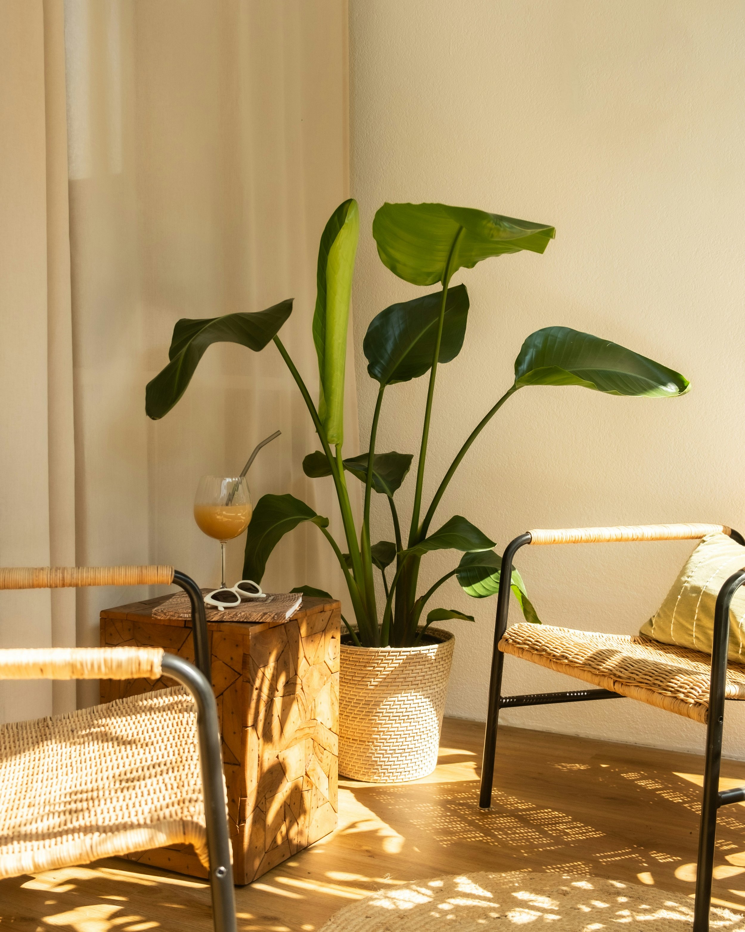 Indoor scene with a large potted green houseplant, wicker furniture, a small wooden table, sunglasses, and a glass of orange juice, illuminated by natural sunlight creating shadows on the wooden floor, and beige curtains in the background.