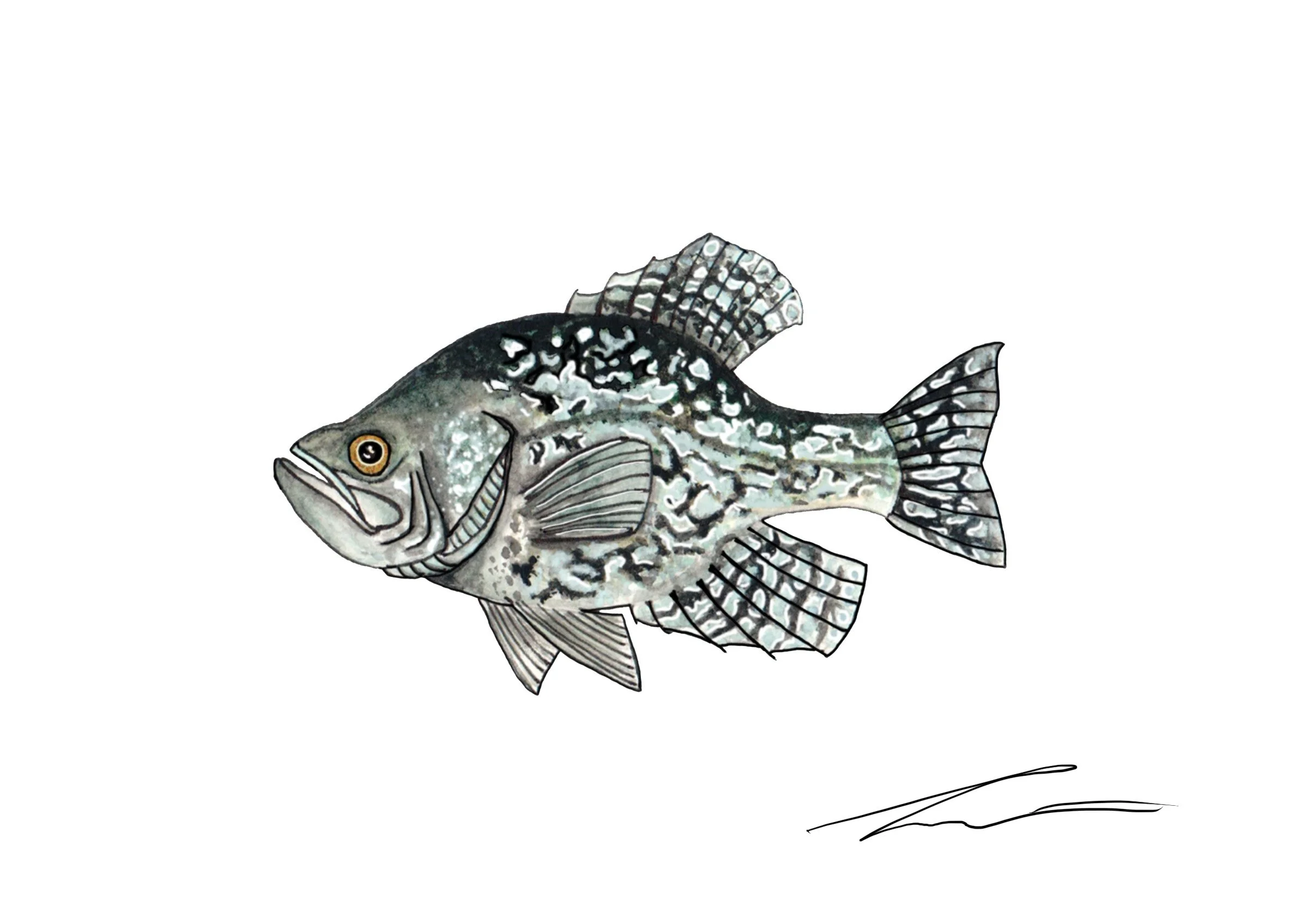Crappie_White.jpg