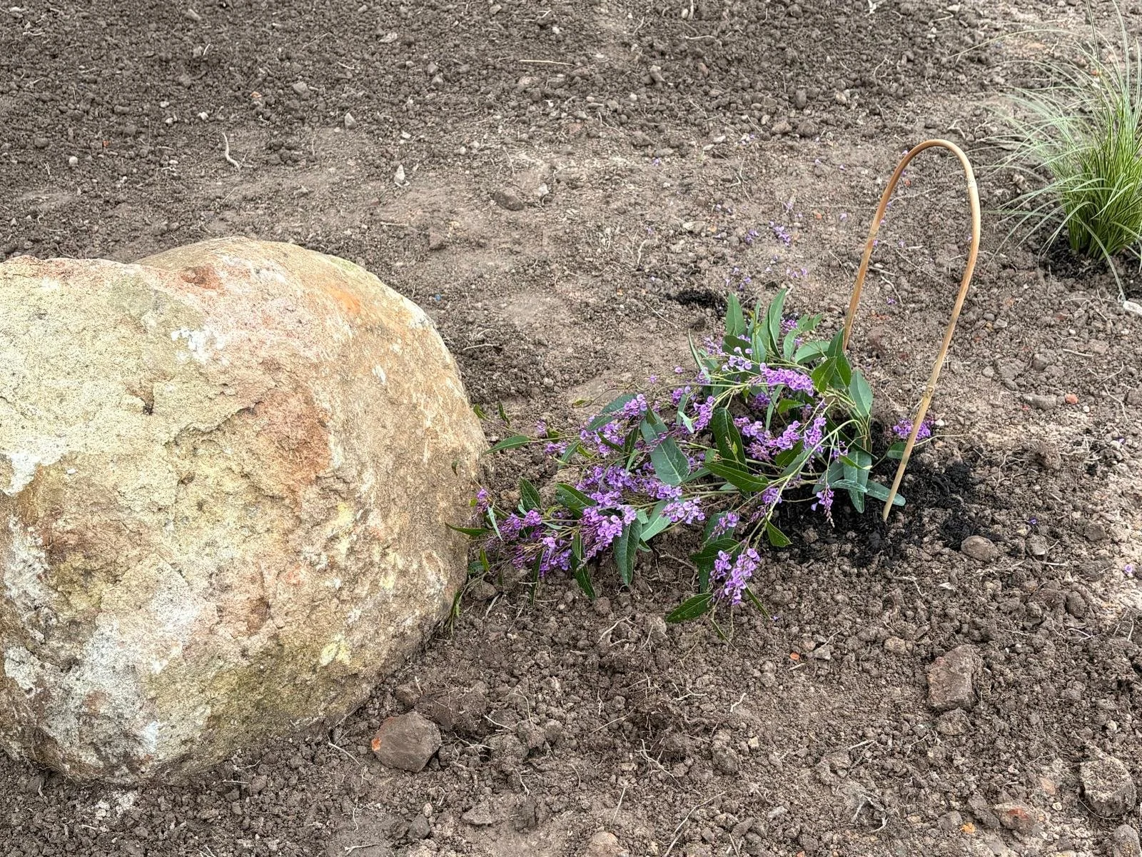 Planting the garden for Tan Ajahn Dtun's new kuti  2026