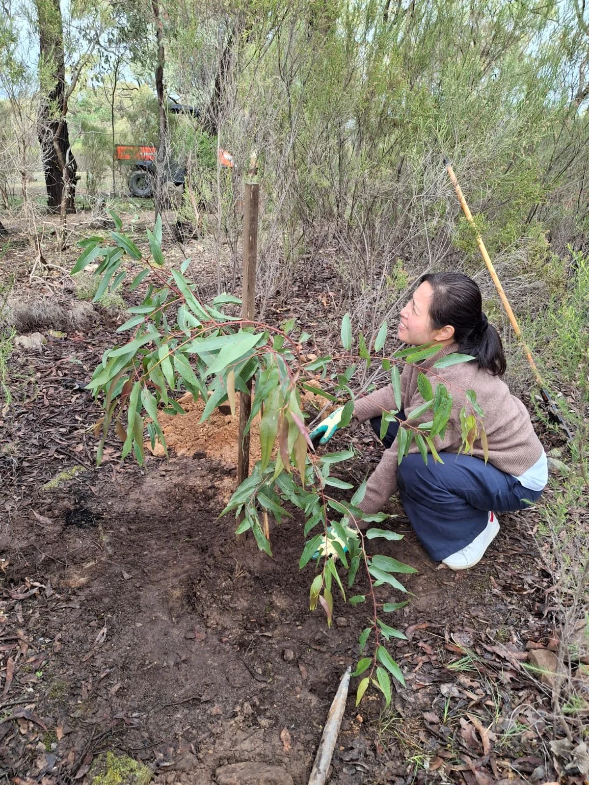 Planting the garden for Tan Ajahn Dtun's new kuti  2026