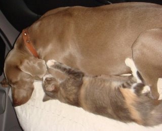 Coco the Wei and Possum the cat.JPG