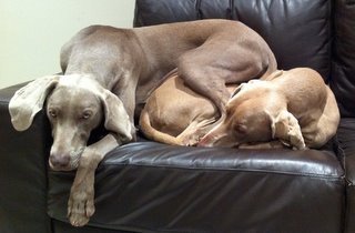 Madison and Oska on the couch Sept 2010.JPG