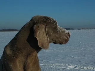 Oska in the snow Poland  Jan 2009.JPG