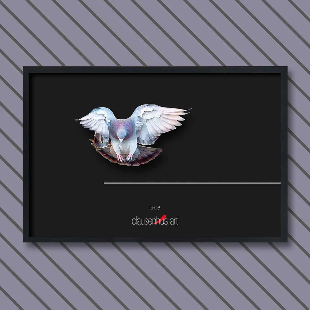 bird-6.jpg