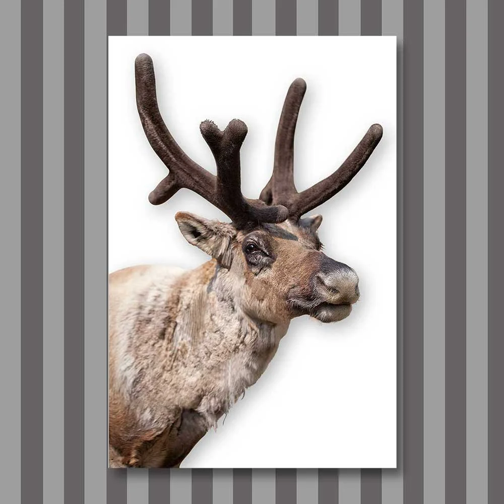 Titel: Rudolf (Leinwand)