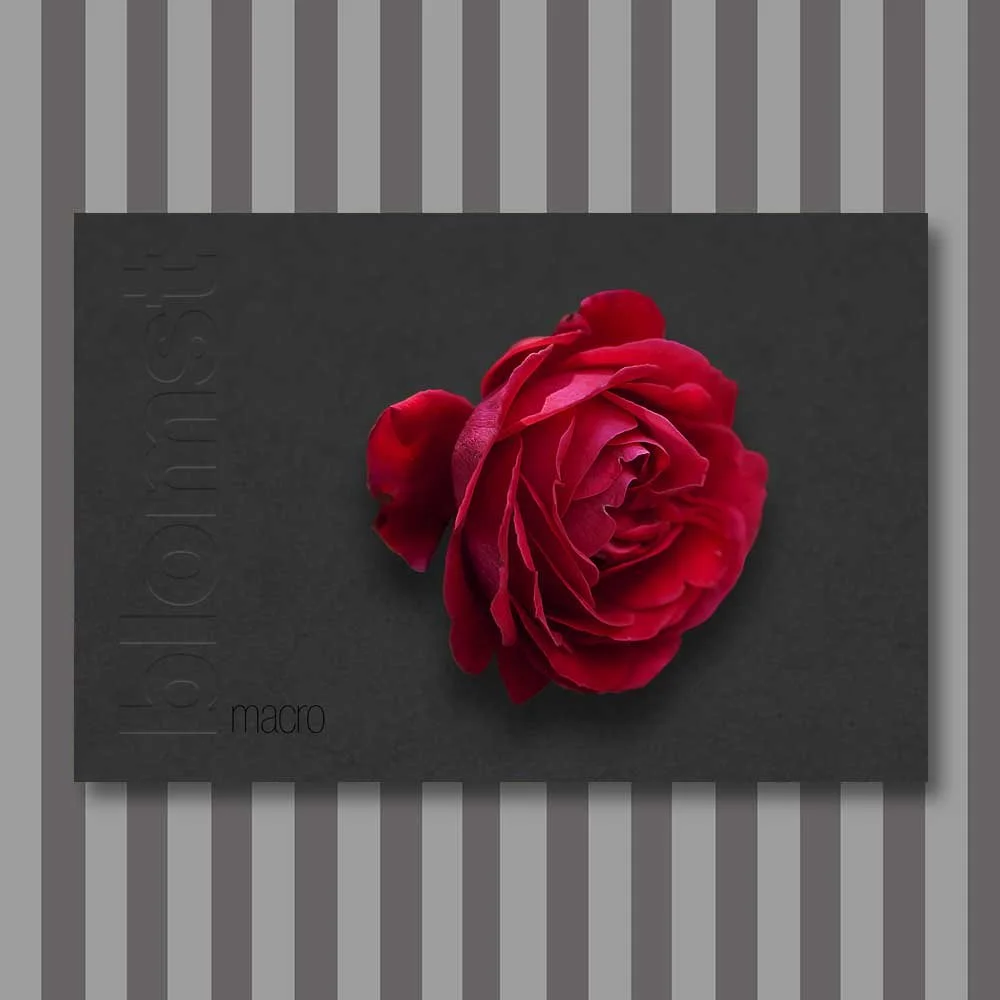 Titel: Blume 10 (Leinwand)