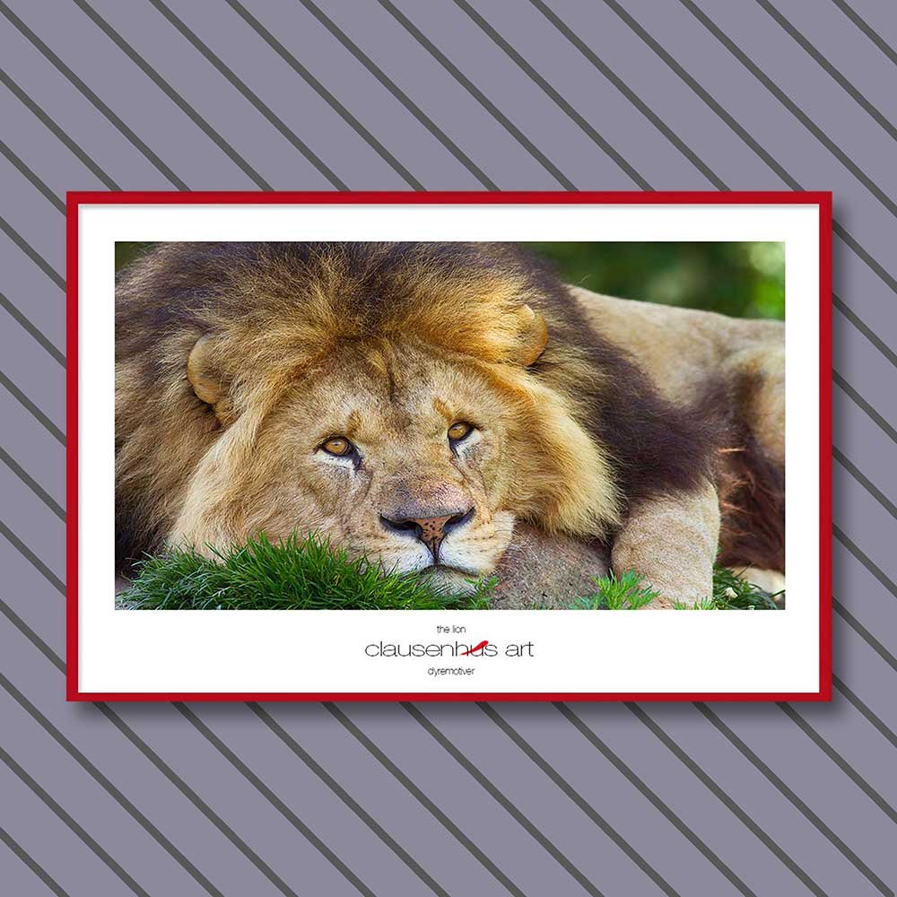 the-lion.jpg