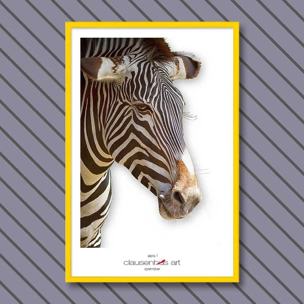 zebra-1.jpg