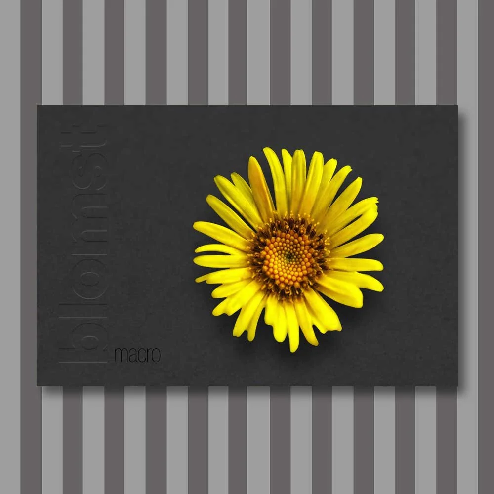 Titel: Blume 11 (Leinwand)