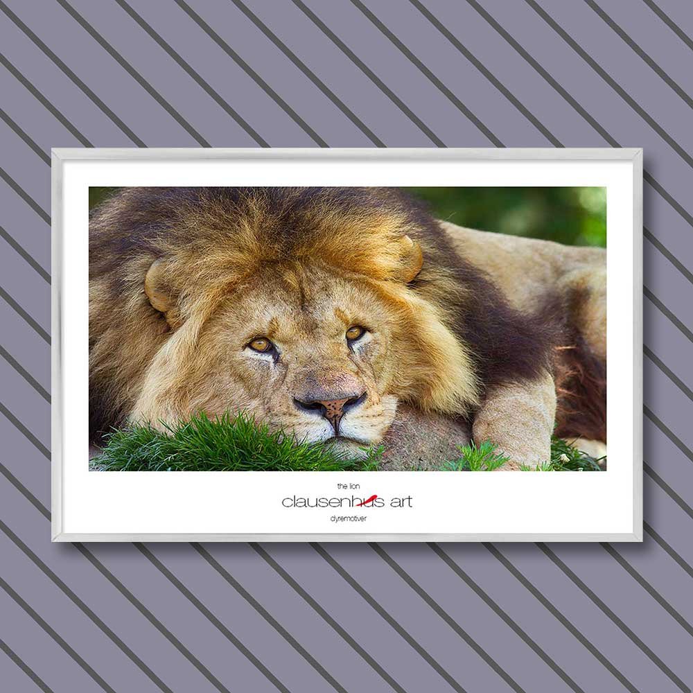 the-lion.jpg