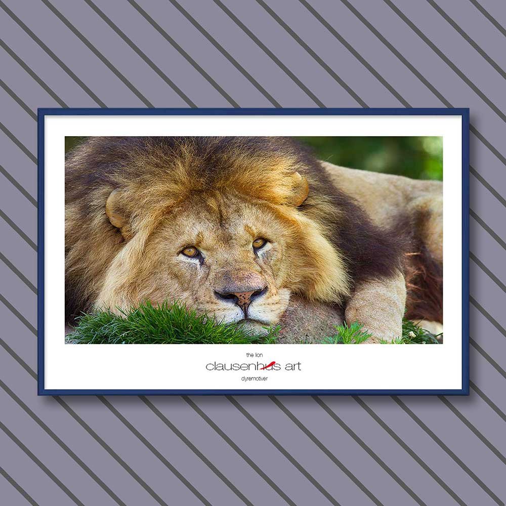 the-lion.jpg