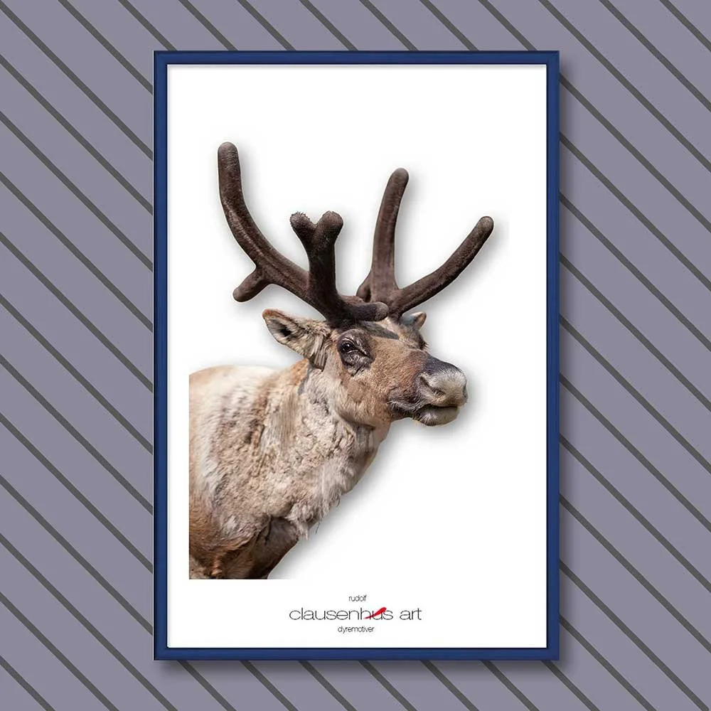 rudolf-copy.jpg