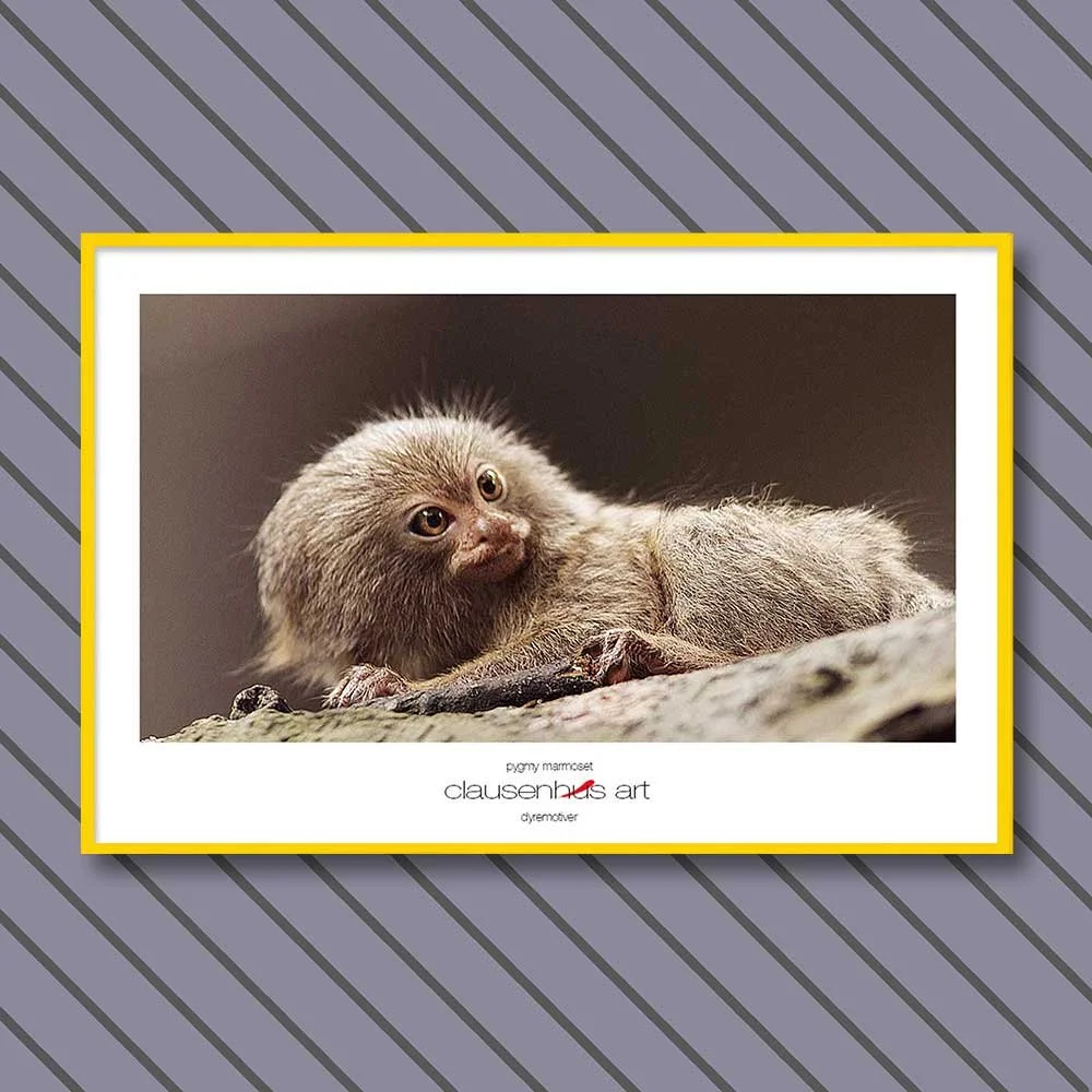 pygmy-marmoset-copy.jpg