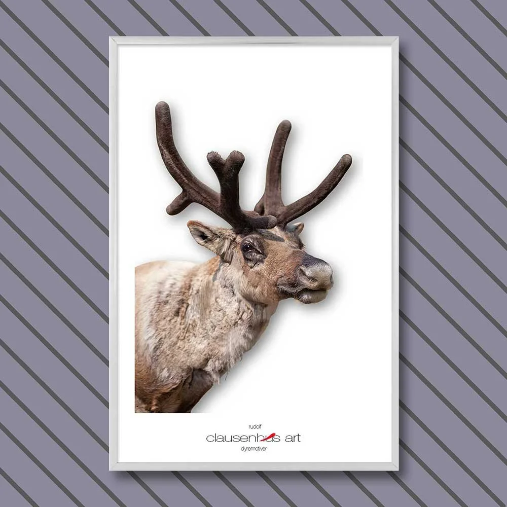 rudolf-copy.jpg