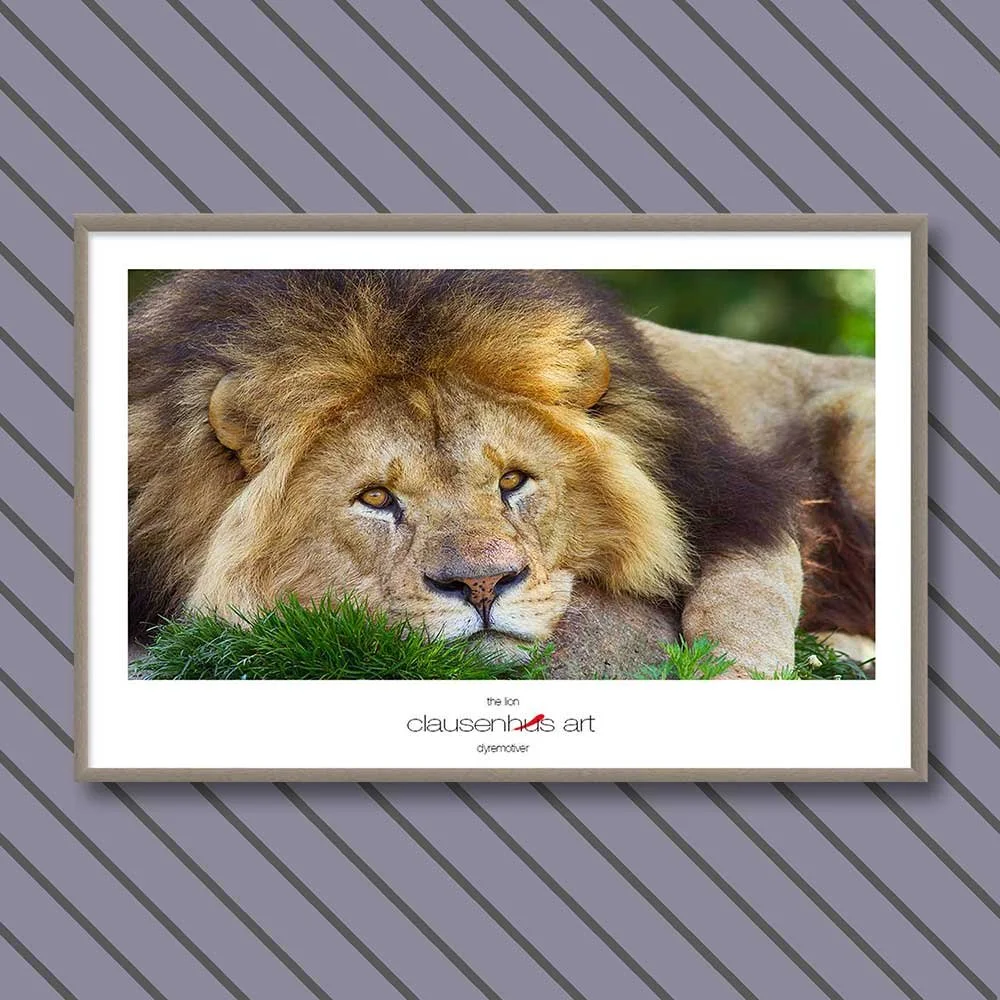 the-lion.jpg