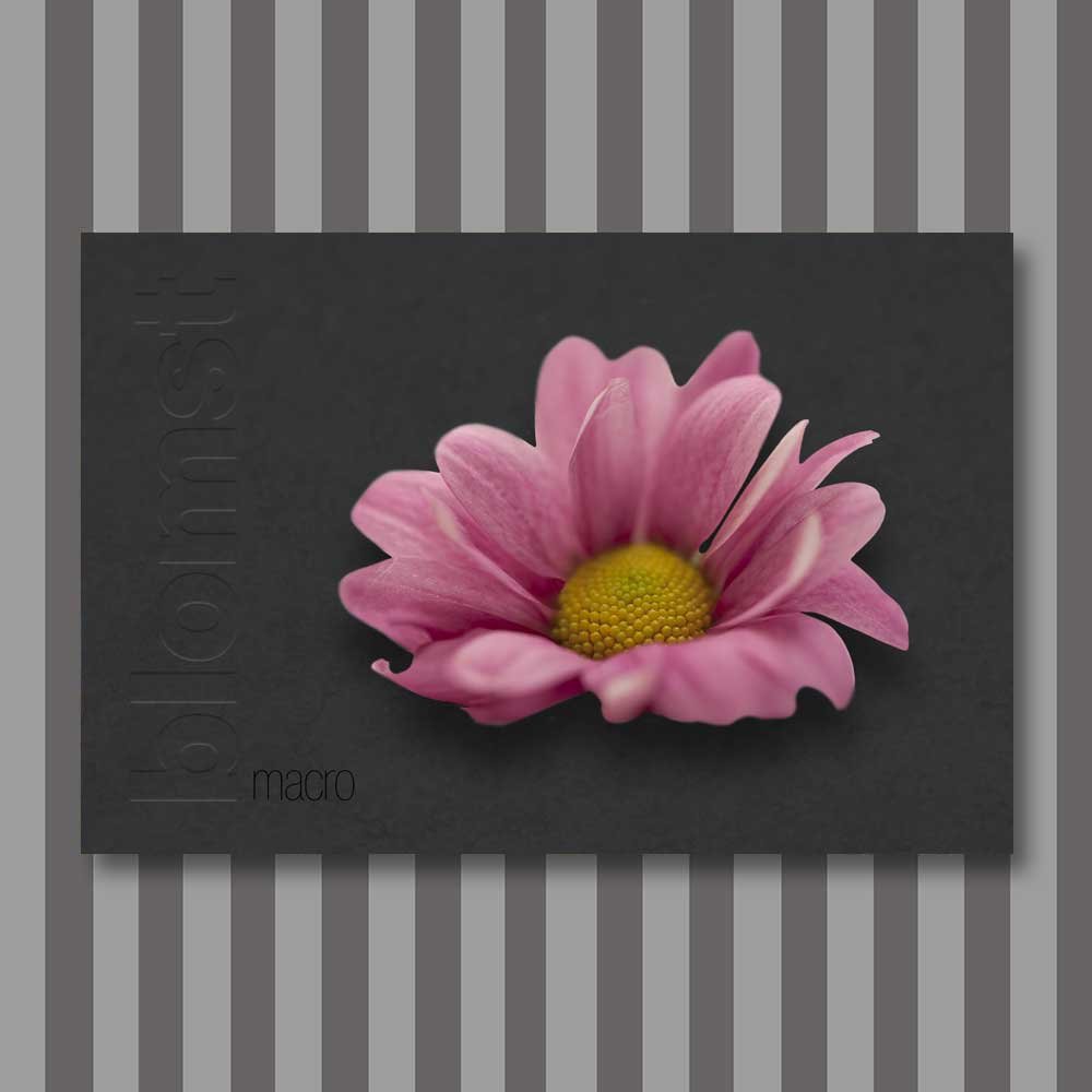 Titel: Blume 7 (Leinwand)