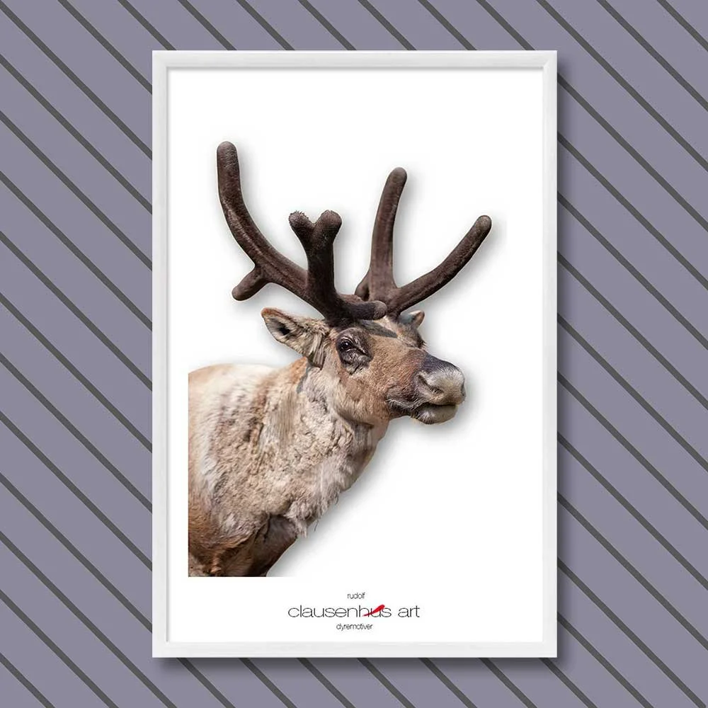 rudolf-copy.jpg