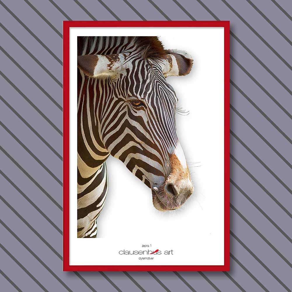 zebra-1.jpg